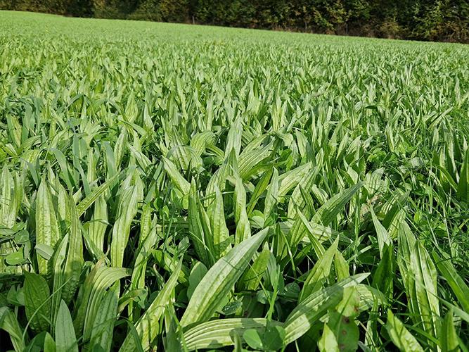 SFI Herbal Legume Overseeding Mixture (No Chicory)
